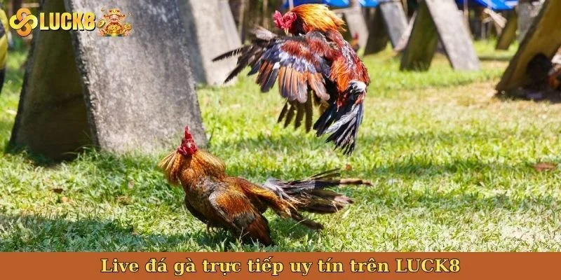 live-da-ga-truc-tiep-uy-tin-tren-luck8