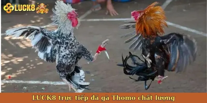luck8-truc-tiep-da-ga-thomo-chat-luong