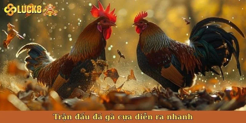 tran-dau-da-ga-cua-dien-ra-nhanh